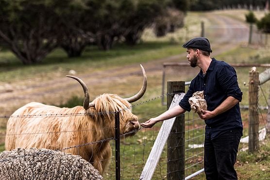 Feeding the Cows